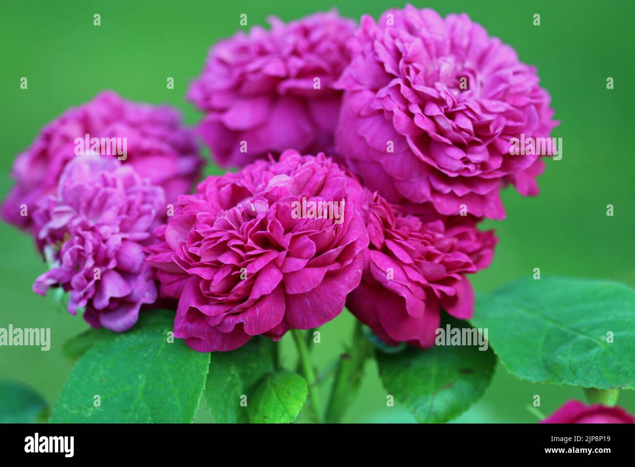 Pink old shrub rose, Rosa variety de Rescht, flowers in close up with a background of blurred leaves. Stock Photo