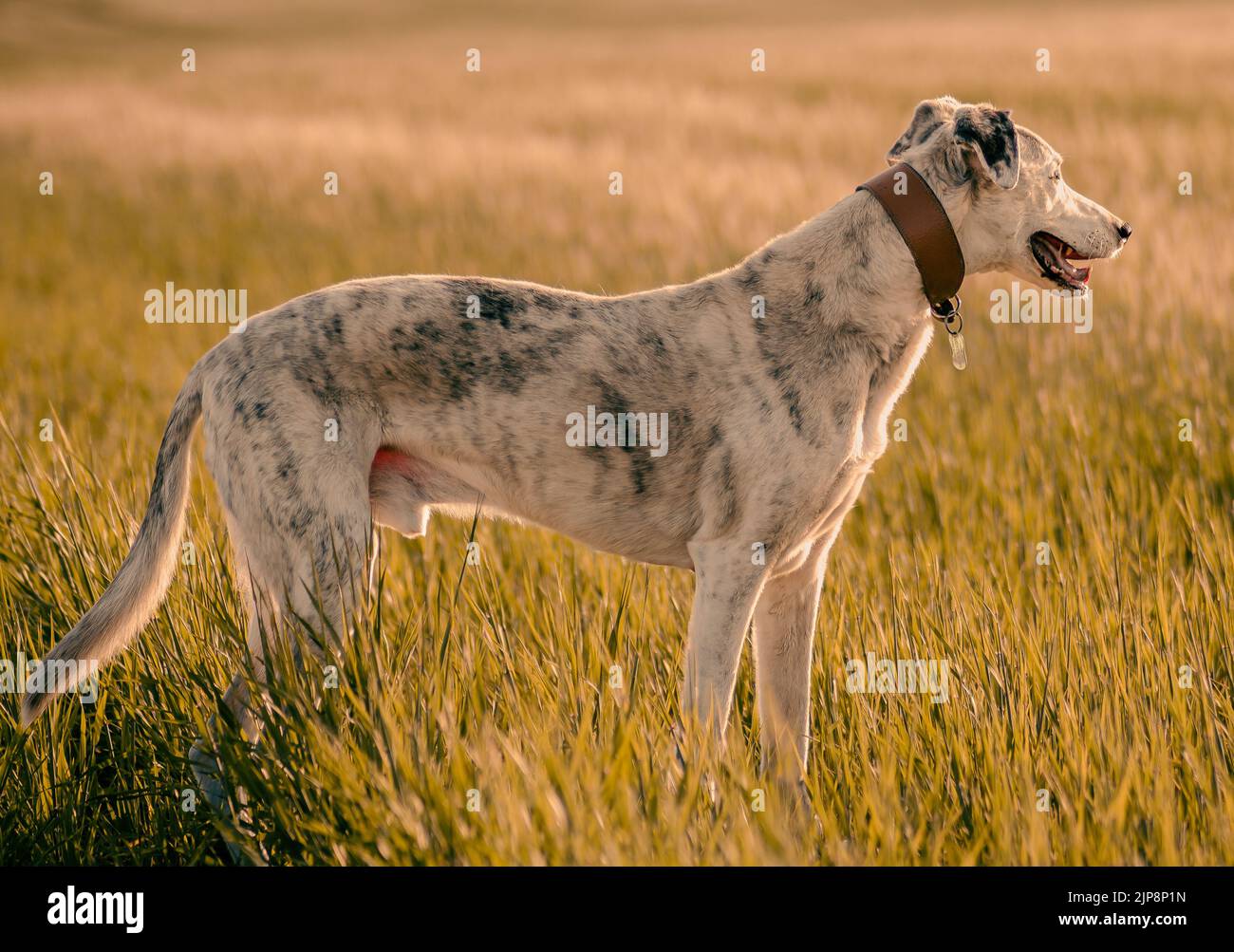 Lurcher dog on grass in summer Stock Photo