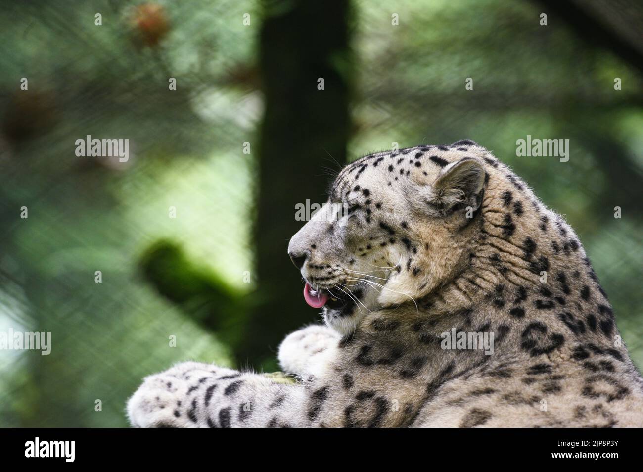 Snow leopard darjeeling hi-res stock photography and images - Alamy