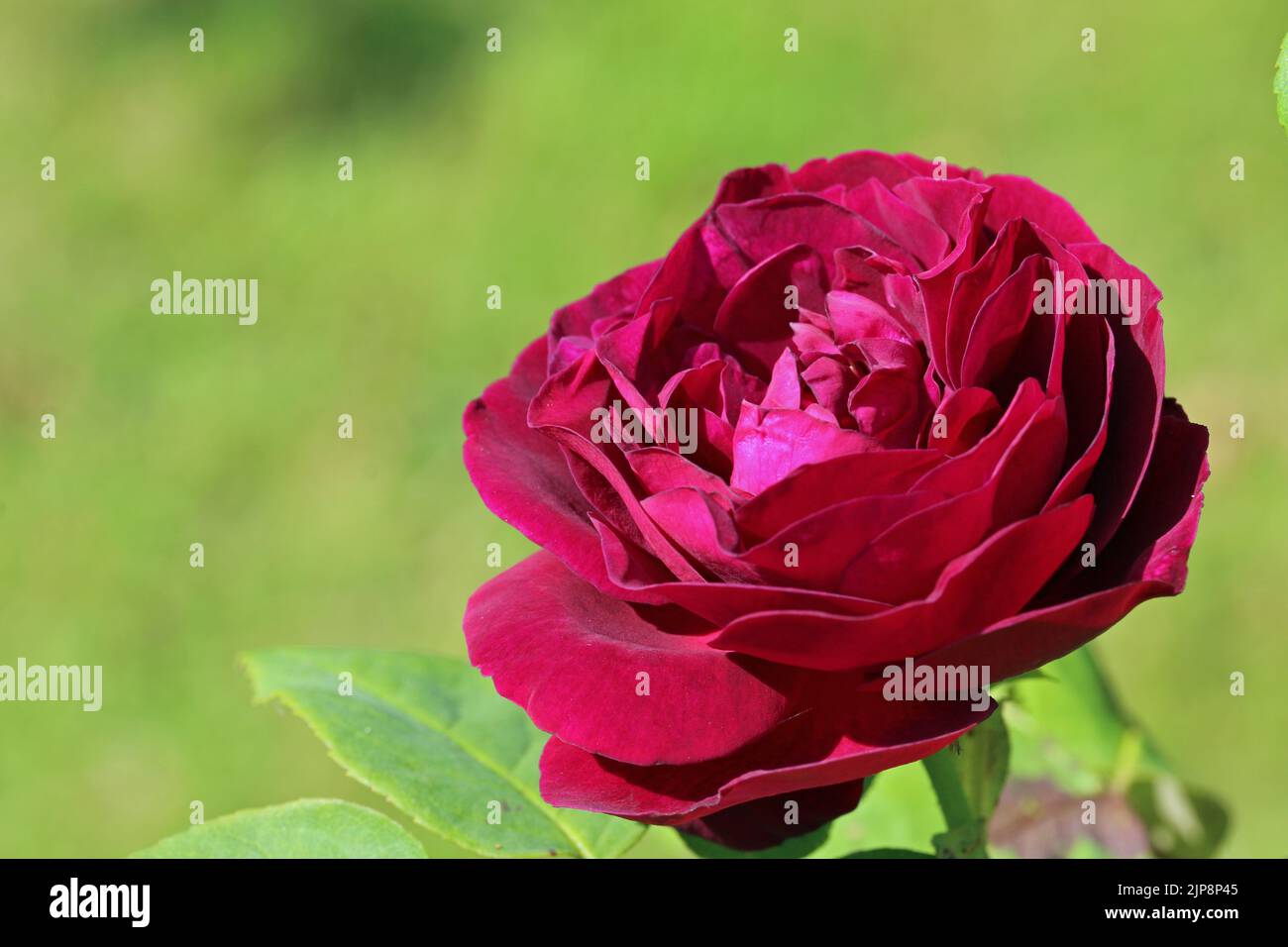 Red old climbing rose, Rosa variety Souvenir du Docteur Jamain, flower in close up with a background of blurred leaves. Stock Photo