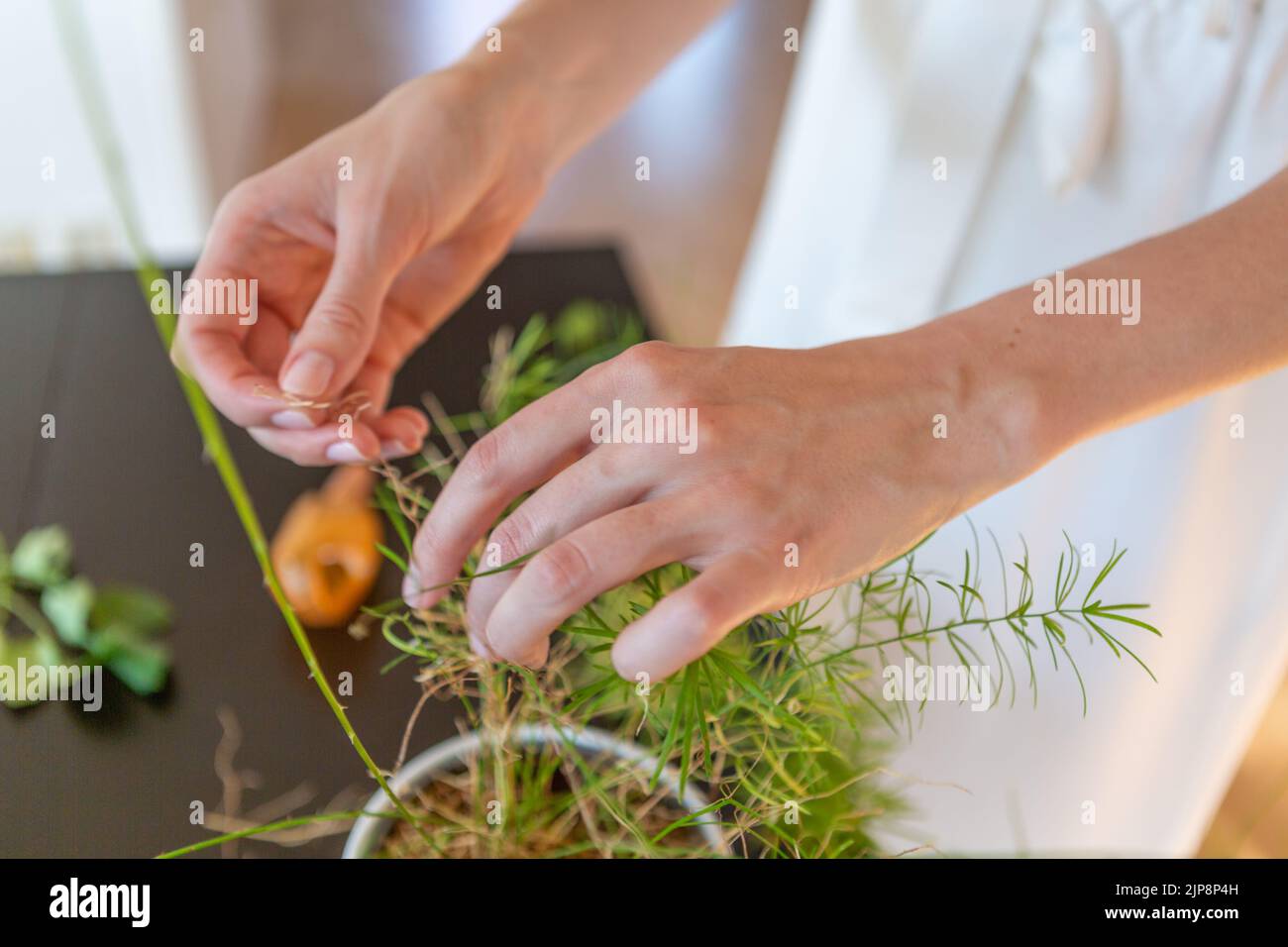Woman hands planting a green plant at home. Stock Photo