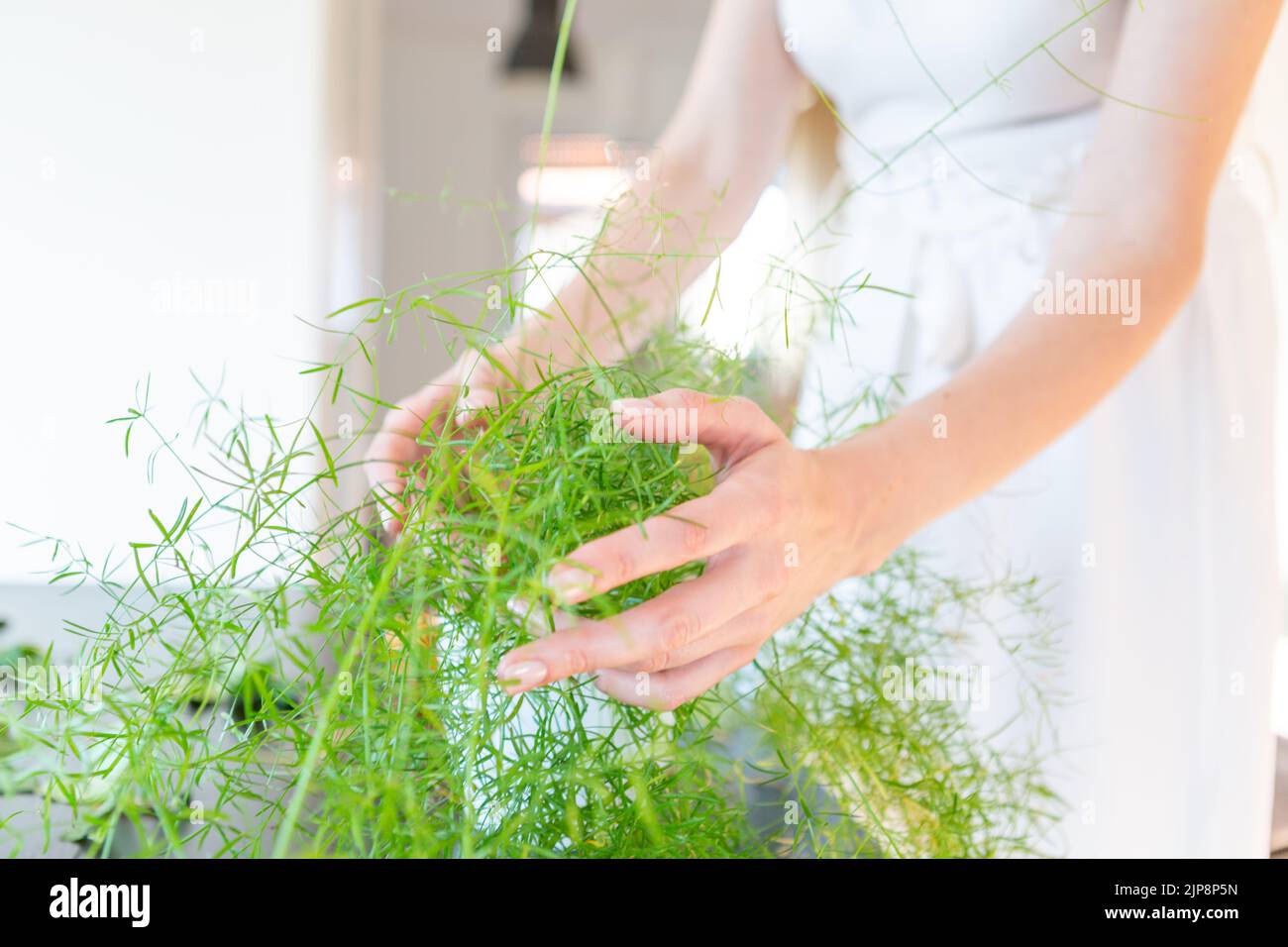 Woman hands touching and caring for the green plant. Stock Photo