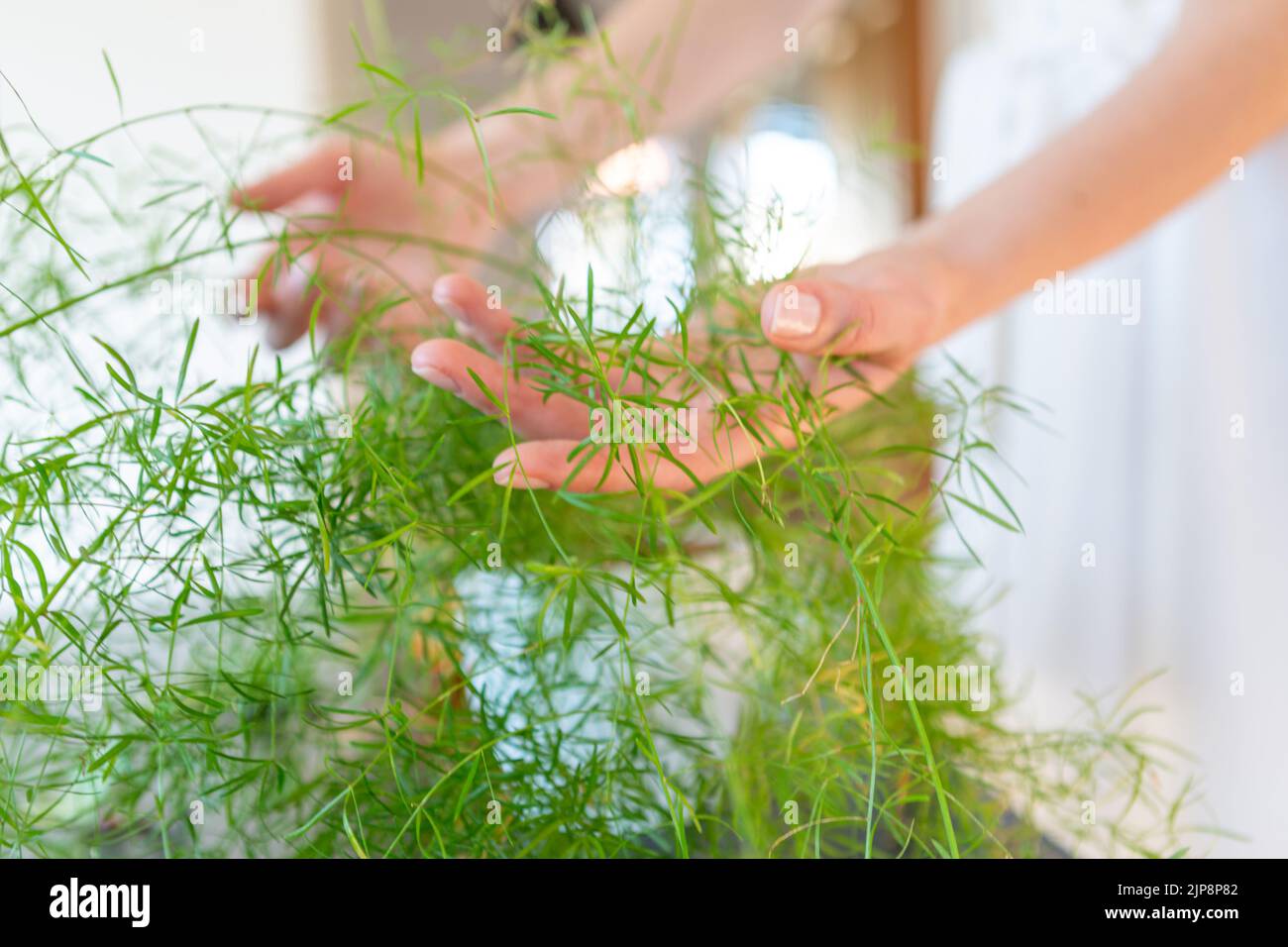 Woman hands touching and caring for the green plant. Stock Photo