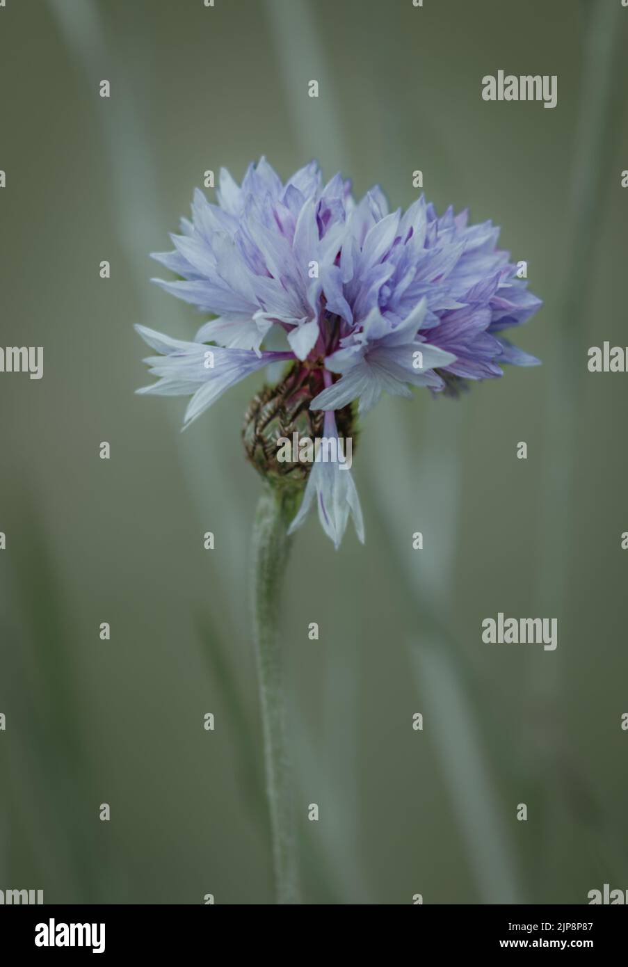 Blue cornflower closeup with blur background Stock Photo