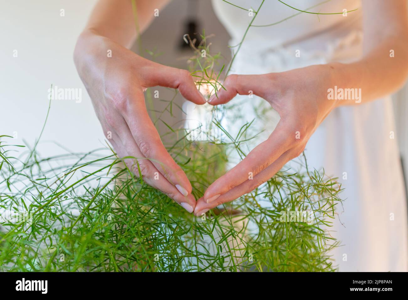 Womans hands showing heart holding asparagus leaves. Stock Photo