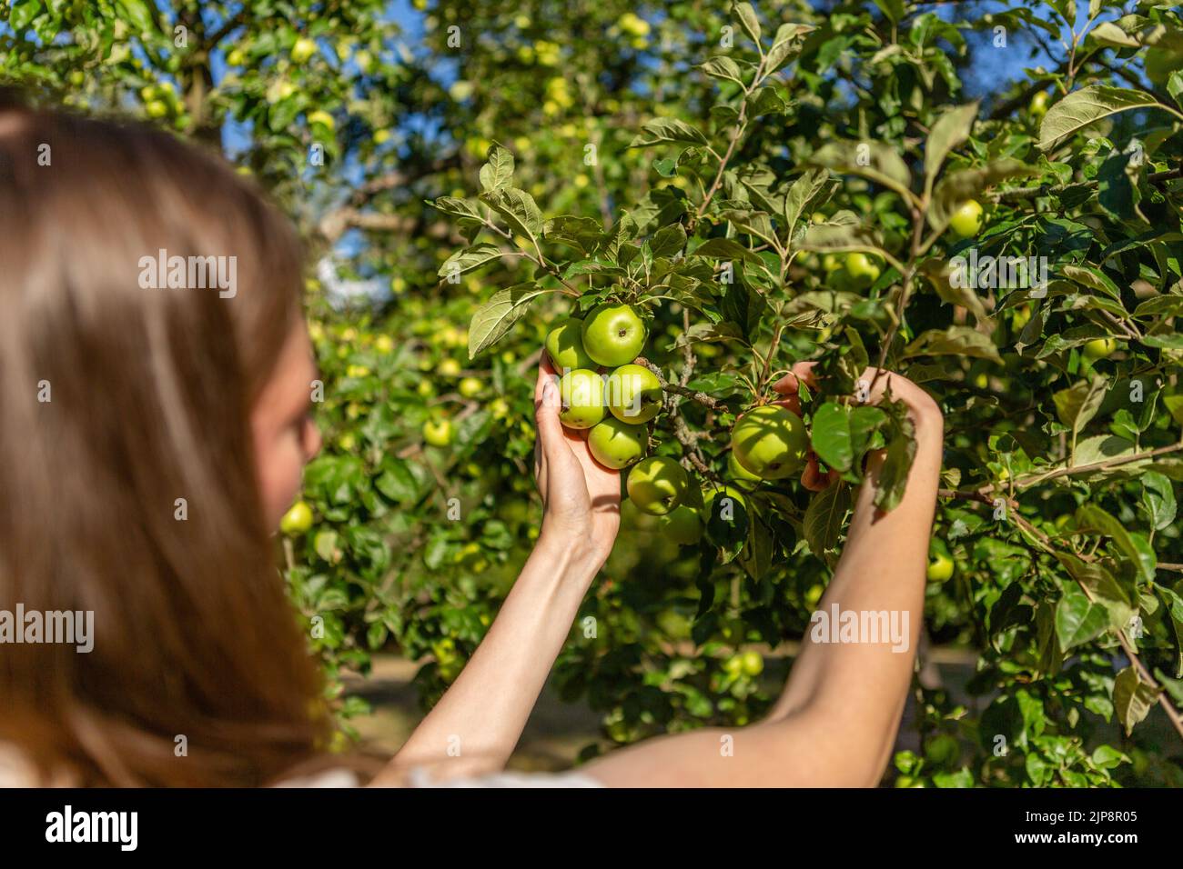 Woman collecting green apples from the tree. Stock Photo