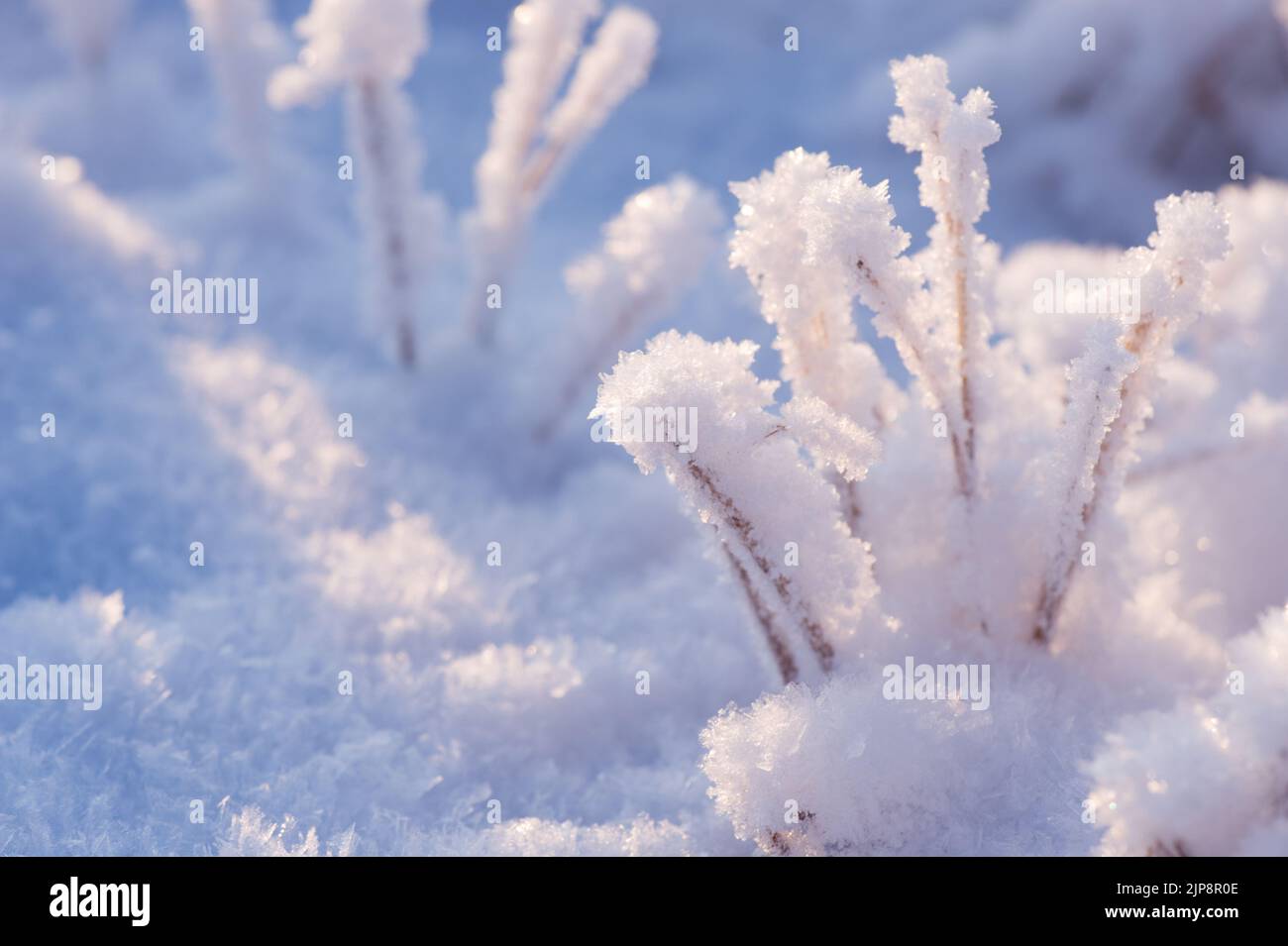 Fresh snow and hoarfrost on dried plants. Selective focus and shallow depth of field. Stock Photo