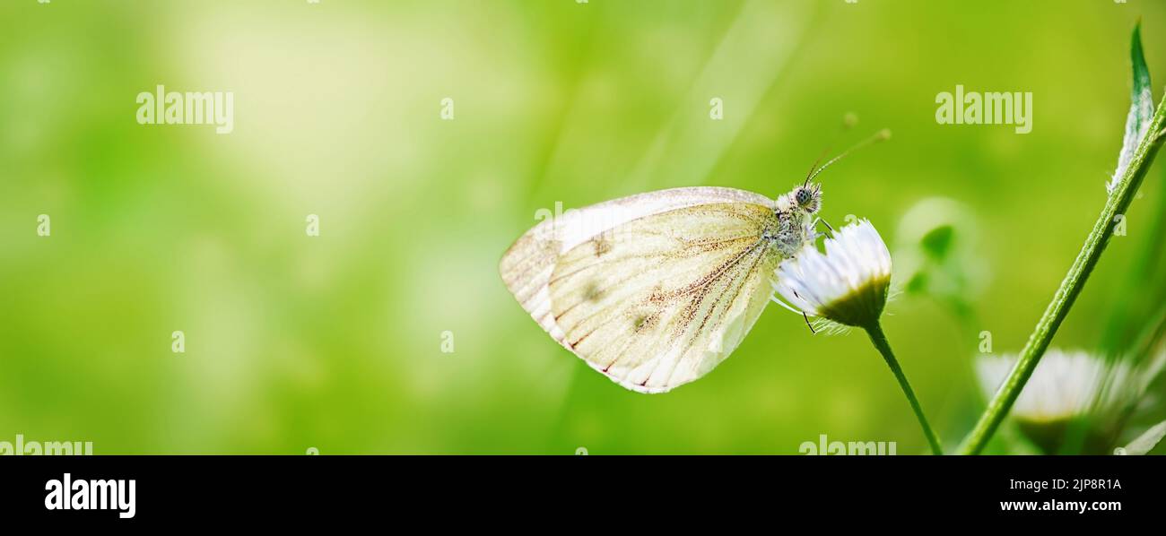 beautiful gray butterfly sitting on a sloping daisy on a green background Stock Photo