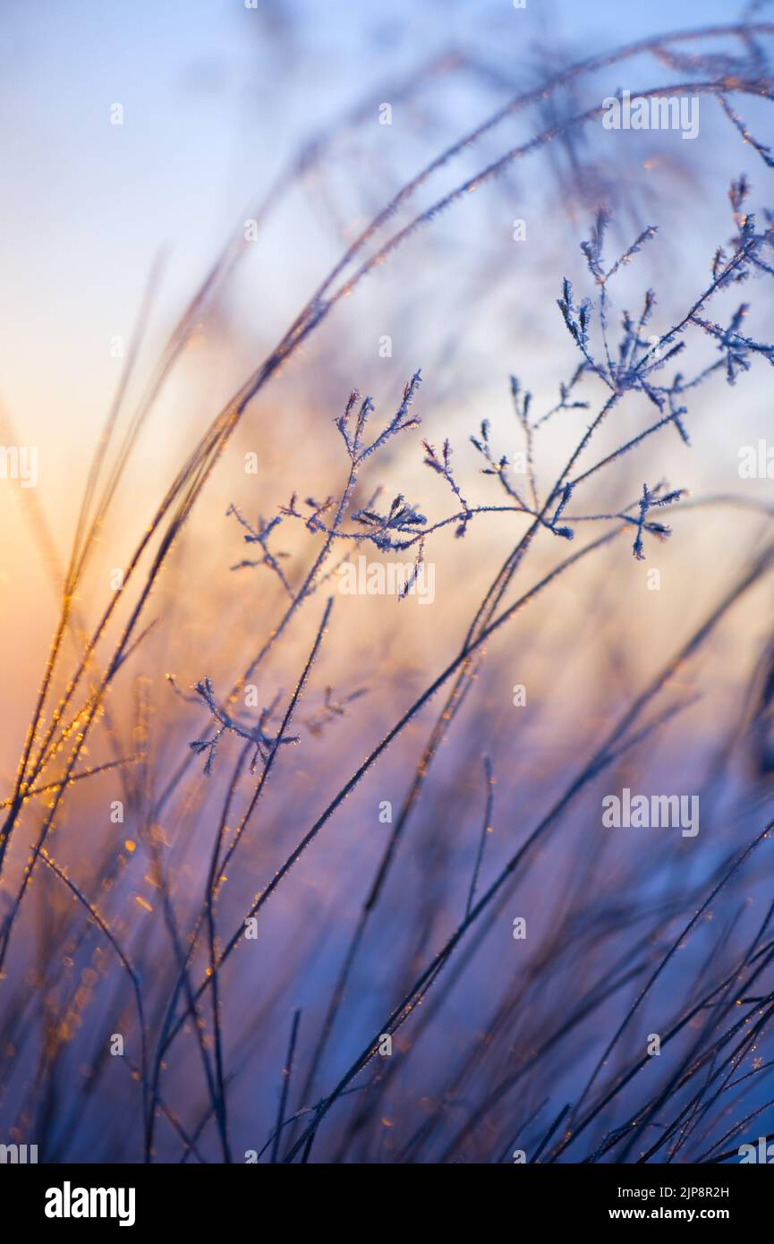Close-up of frost covered grasses lit by low angle sun. Selective focus and shallow depth of field. Stock Photo