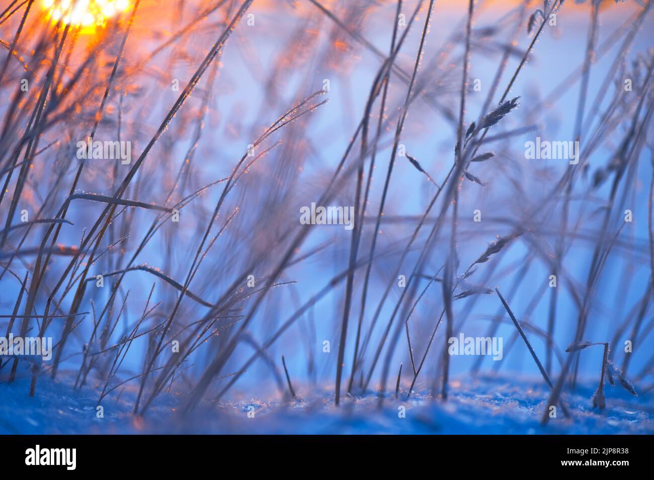 Close-up of frost covered grasses lit by low angle sun. Selective focus and shallow depth of field. Stock Photo
