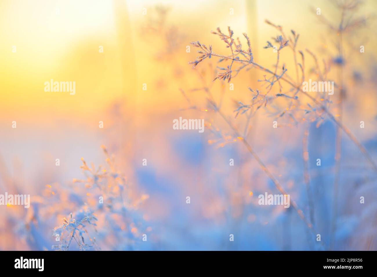 Frost and ice crystals on grass. Selective focus and shallow depth of field. Stock Photo