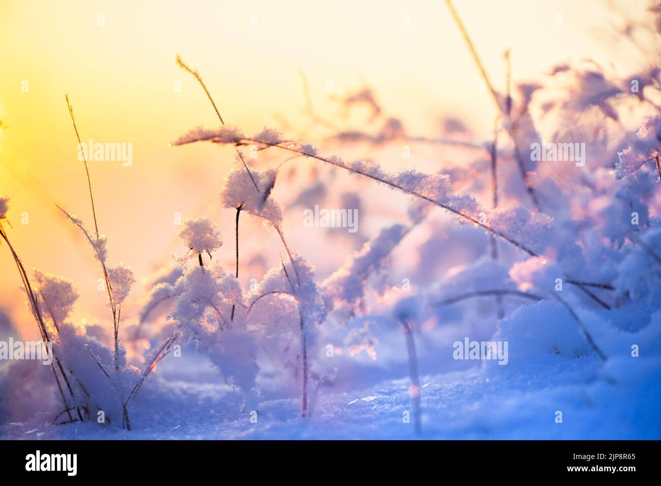 Frosted and snowy grasses. Selective focus and shallow depth of field. Stock Photo