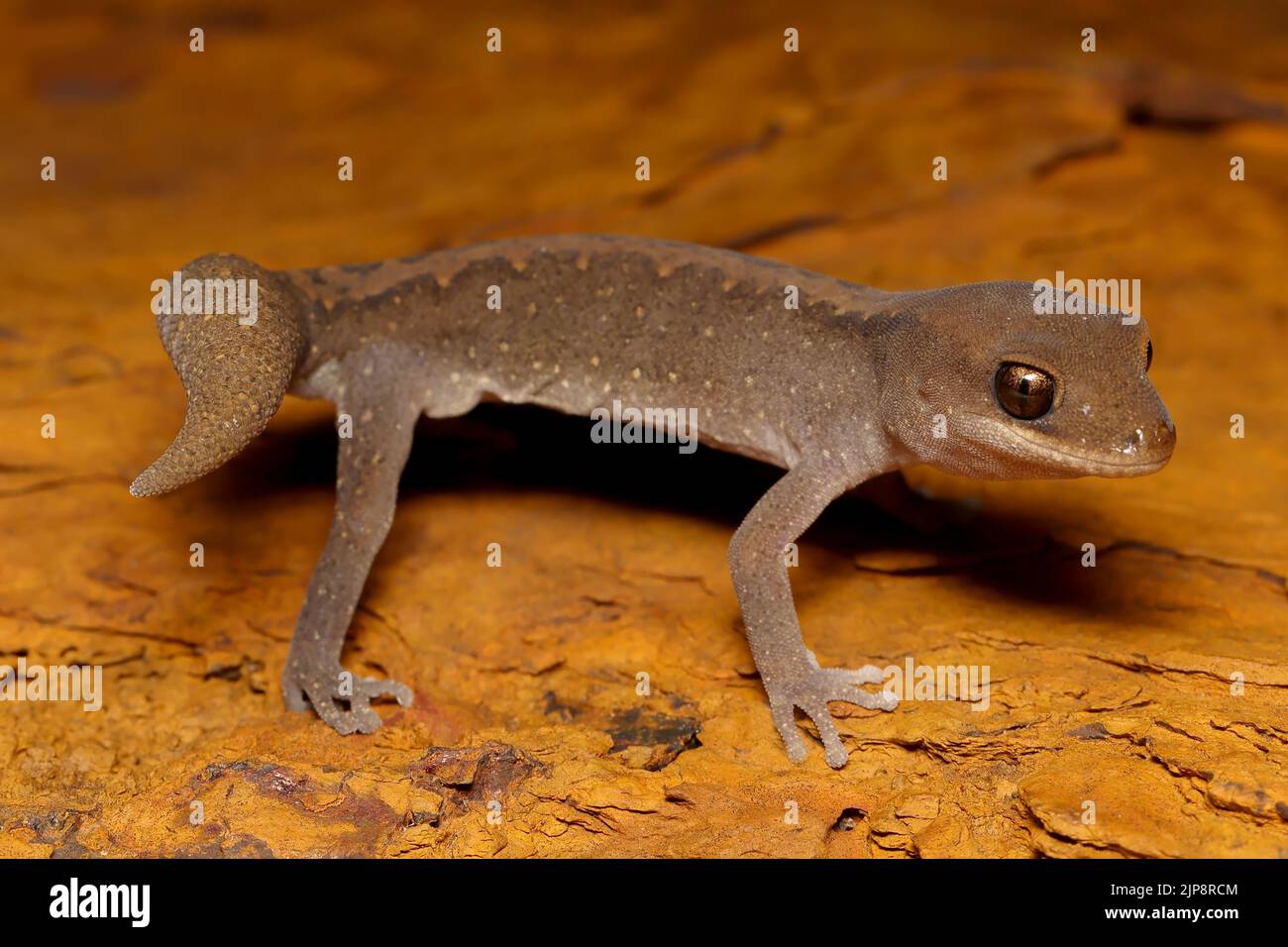 Stone or Wood Gecko on laterite rock Stock Photo Alamy
