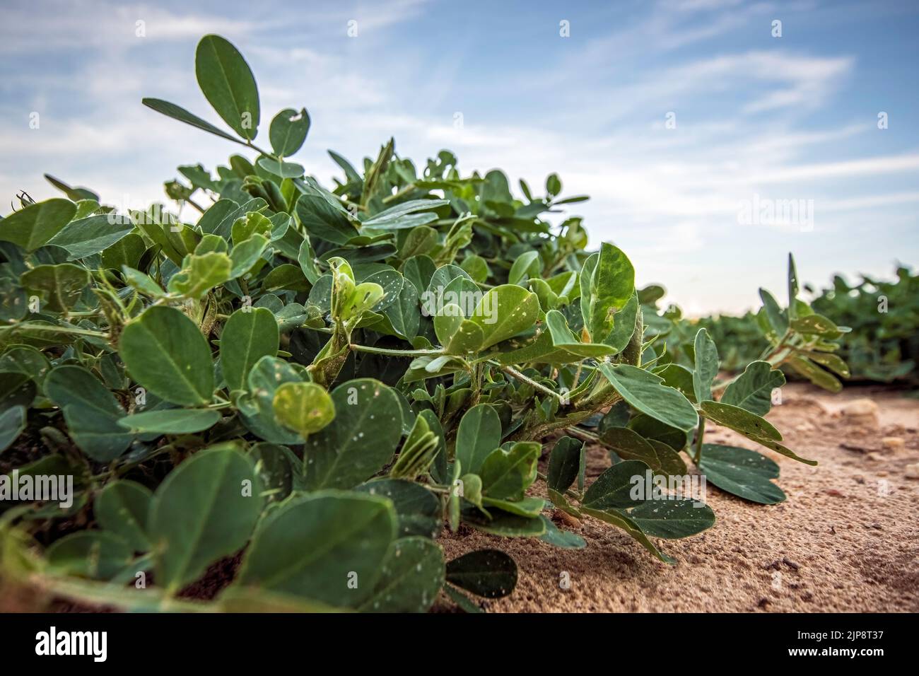 Close up low angle view of peanut plants (Arachis hypogaea) growing in a field in south Georgia with negative space. Stock Photo