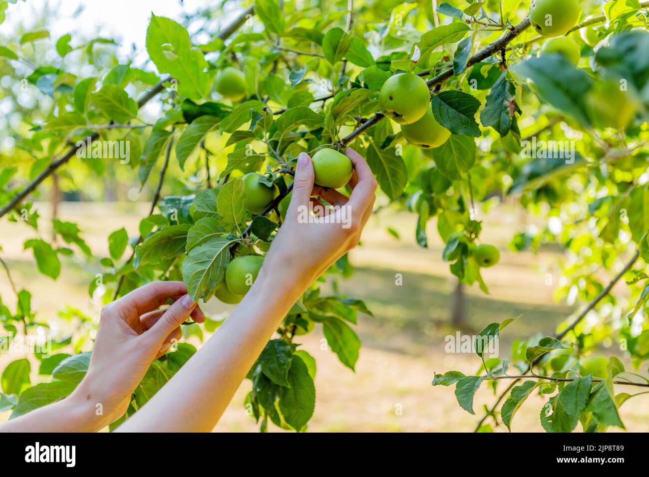 Two hands holding an apple tree brunch collecting green apples. Stock Photo