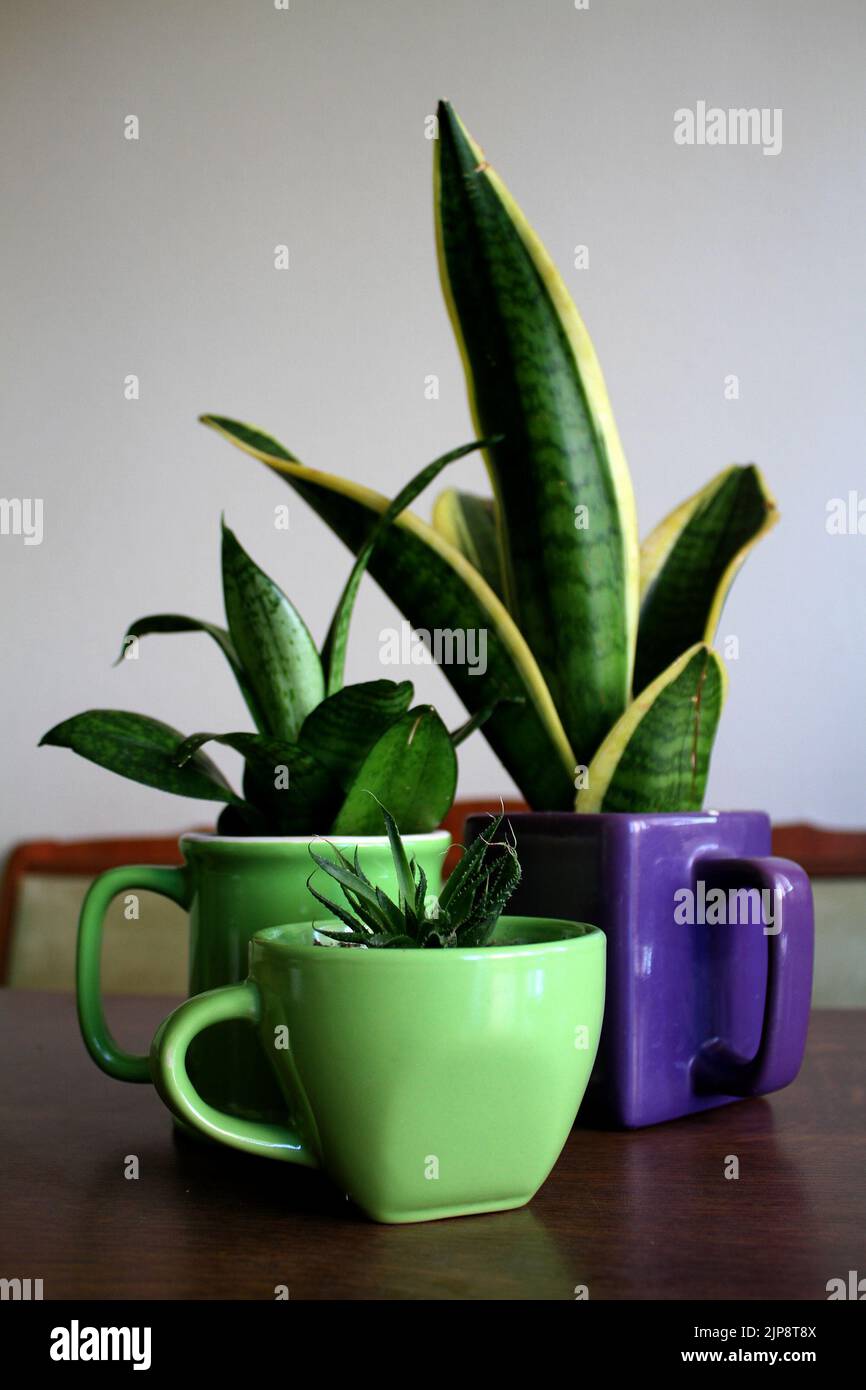 Home flowers plants in tea and coffee cups Stock Photo