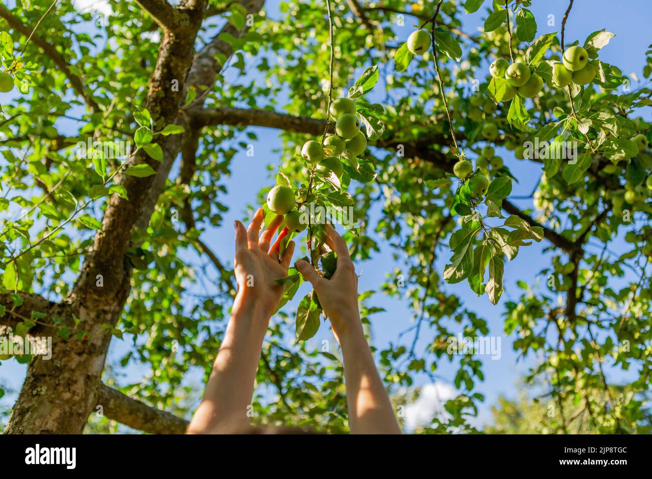 Two hands reaching our for an apple on the tree. Stock Photo