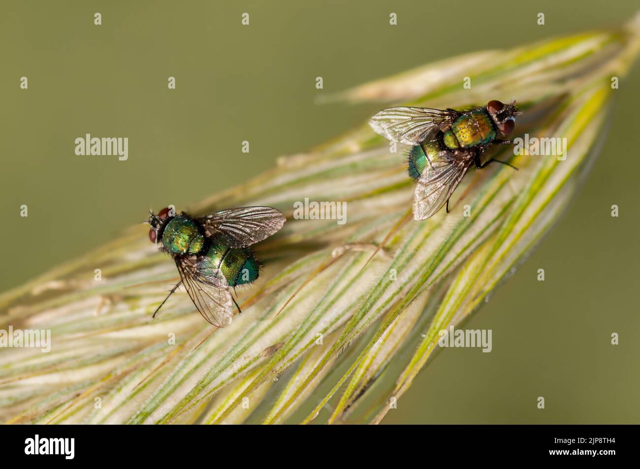Two colorful insects sitting hi-res stock photography and images - Alamy