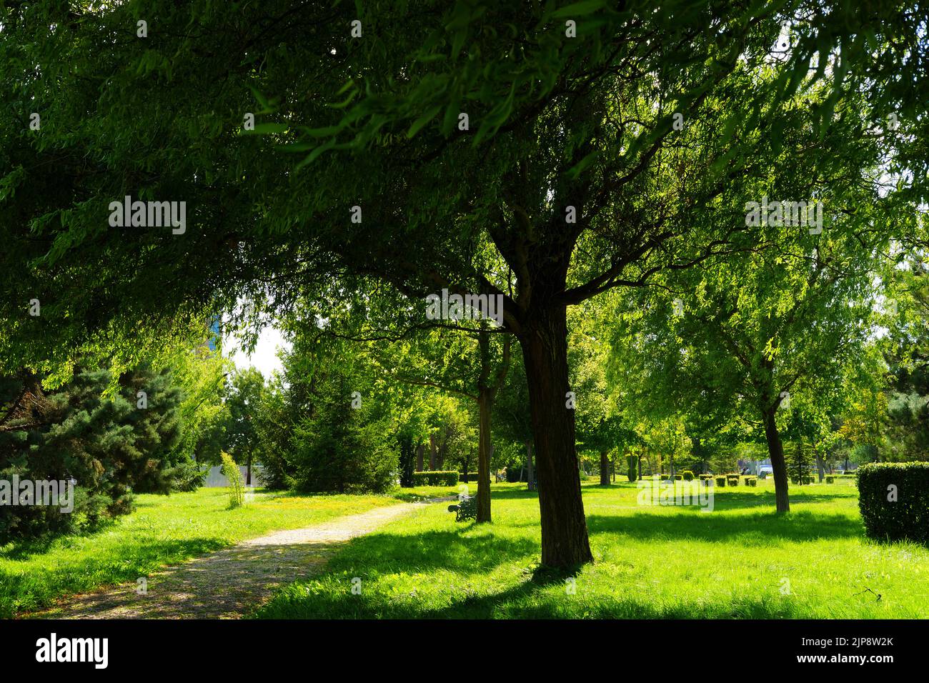 Green grass and trees at city park in summer Stock Photo - Alamy