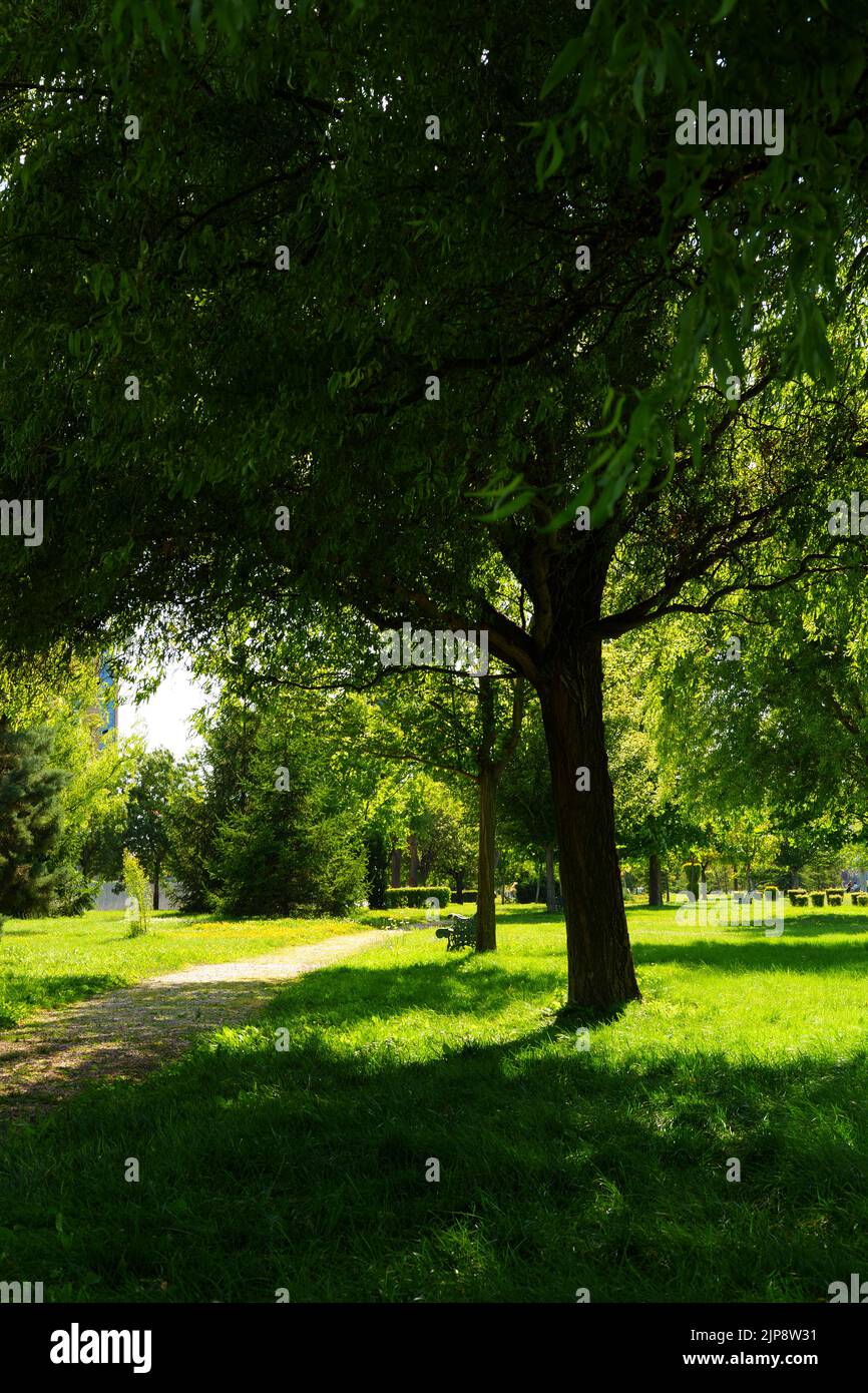 Green park grass trees hi-res stock photography and images - Alamy