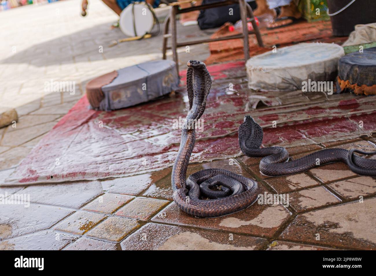 Black tamed cobra snake on cobra pose in an exotic market in Marrakesh Stock Photo