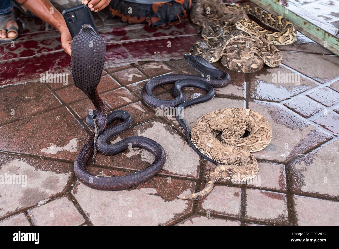 Taking a picture with smart phone of a tamed cobra snake on a touristic place in Marrakesh, Morocco Stock Photo