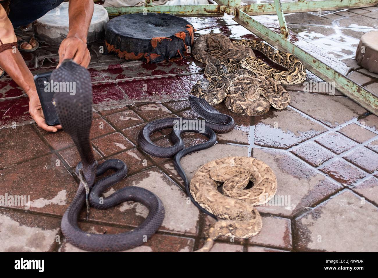 Taking a picture with smart phone of a tamed cobra snake on a touristic place in Marrakesh, Morocco Stock Photo