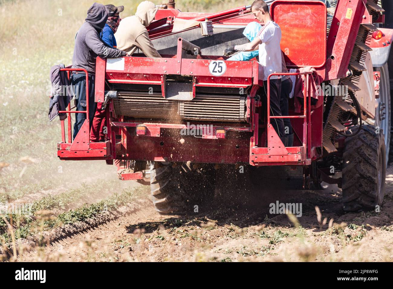 Jersey Royal potatoes being harvested by machine & tractor in fields at St Ouen's Jersey The