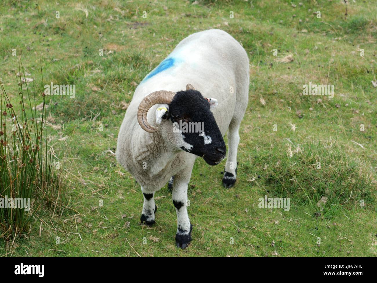 Blackface sheep with horns and blue paint mark on moorland pasture Stock Photo Alamy