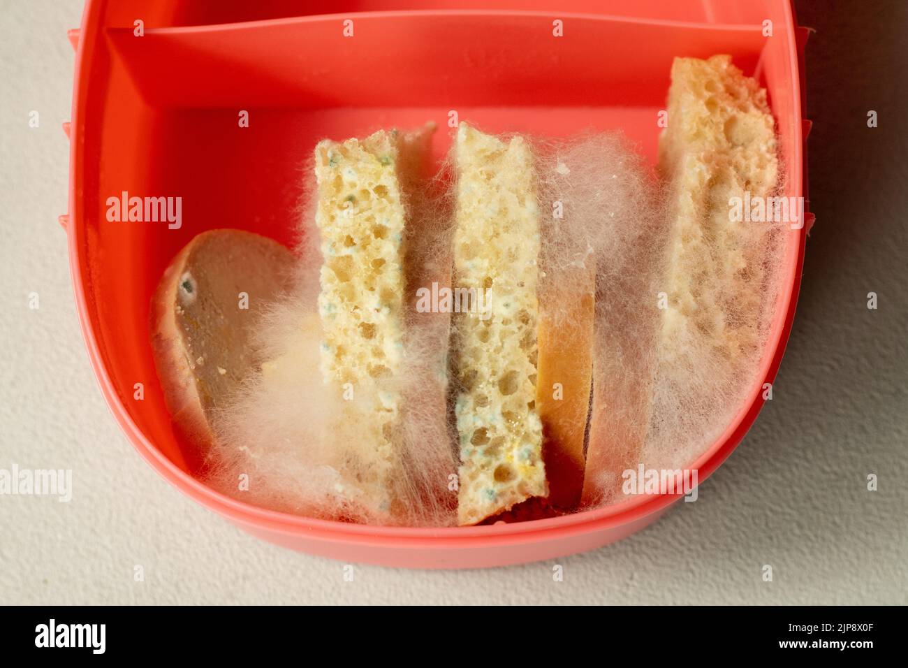 White mold on slices of bread and slices of sausage in pink lunch bokeh