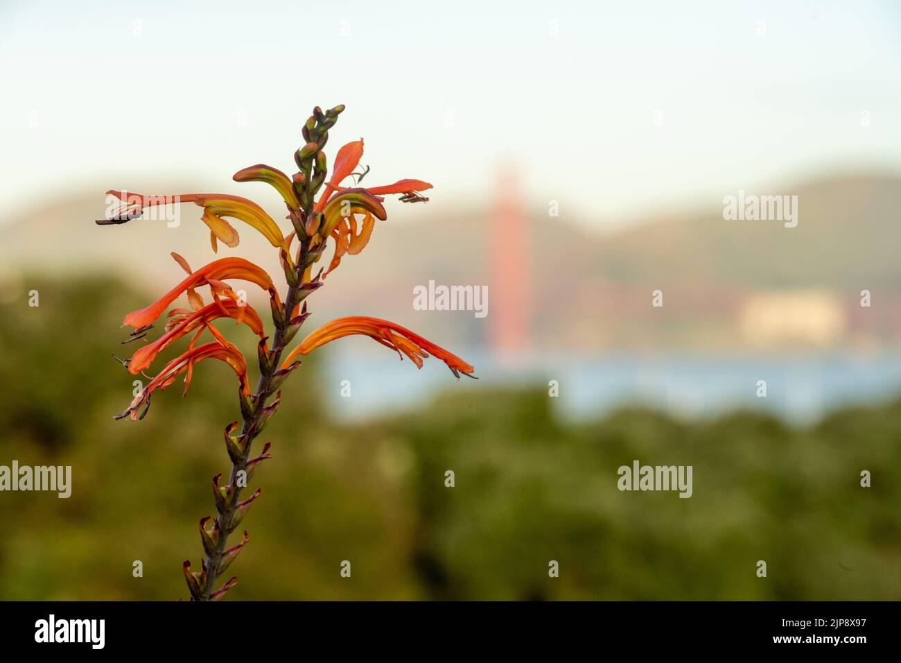 Insect Perched On Watsonia Flower With The Golden Gate In The Distance with selective focus Stock Photo