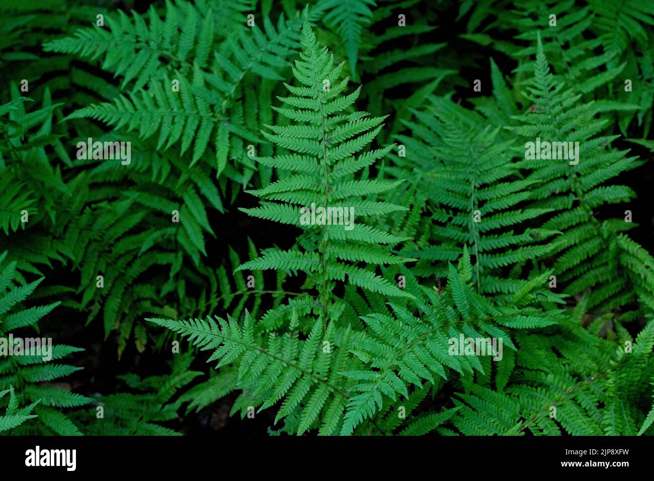 North Carolina Ferns Stock Photo