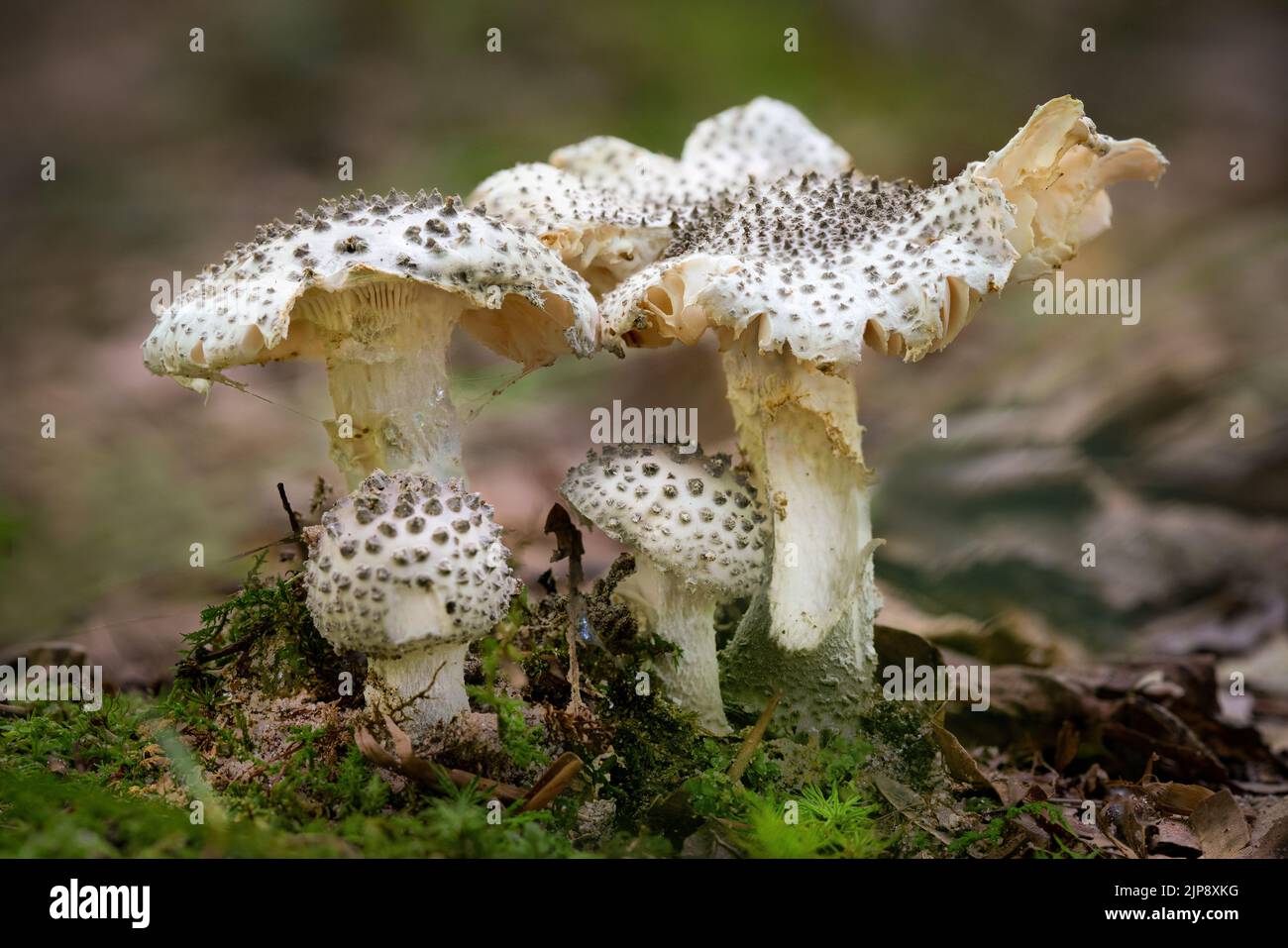 Amanita abrupta, commonly known as the American abrupt-bulbed Lepidella Stock Photo