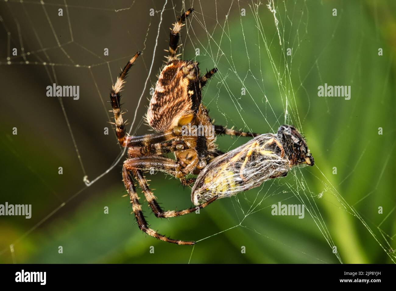 Spinne fängt Wespe Stock Photo