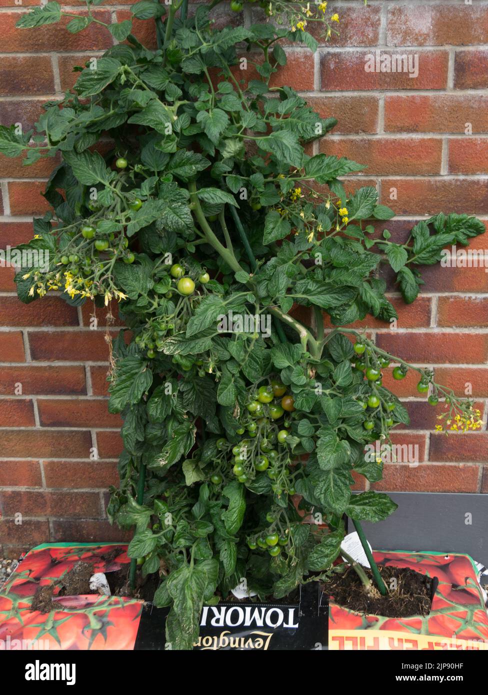 Home grown tomato plants variety Black Opal in growbag outside a domestic house North Wales Stock Photo