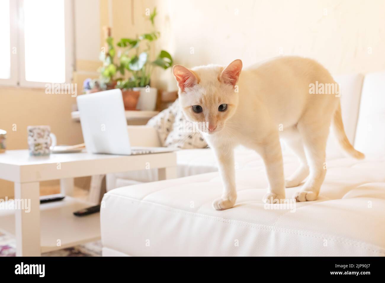 home, cat, homes, cats Stock Photo Alamy