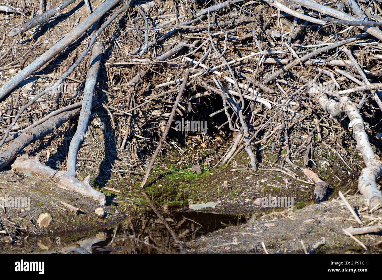 Beaver lodge displaying beaver entrance in the summer time. Beaver