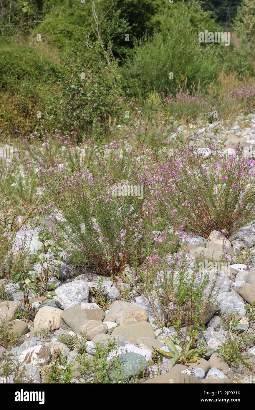 Dodoens' willowherb (latin name: Epilobium dodonaei) on the gravel river bank of Lim river in Montenegro Stock Photo