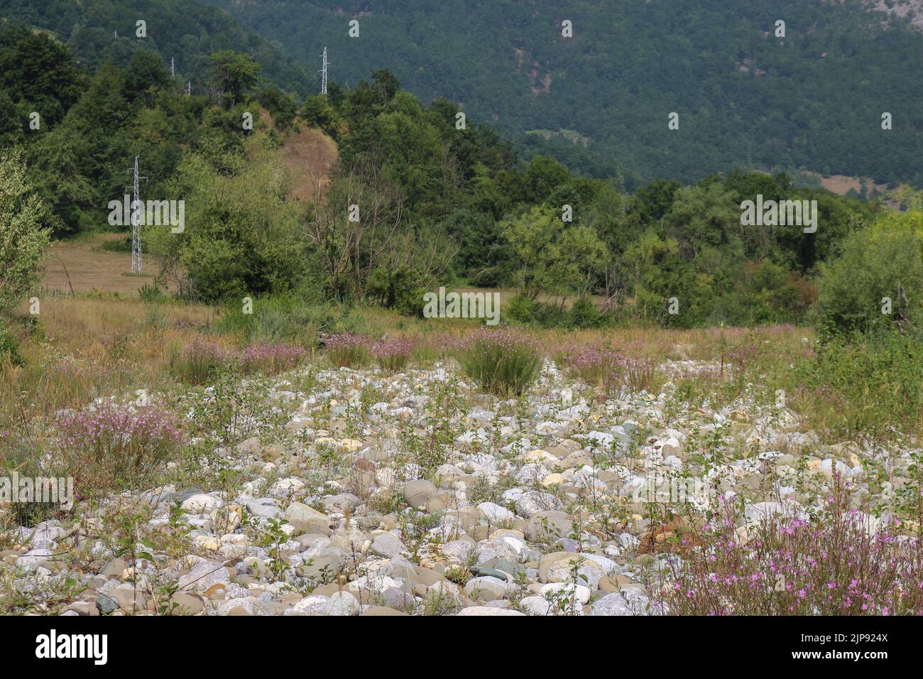 Dodoens' willowherb (latin name: Epilobium dodonaei) on the gravel river bank of Lim river in Montenegro Stock Photo