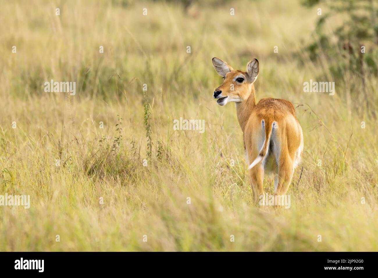 An adult female Ugandan kob antelope, kobus kob thomasi, in Queen Elizabeth National Park, Ugandan. Female kobs are sociable and live in small herds w Stock Photo