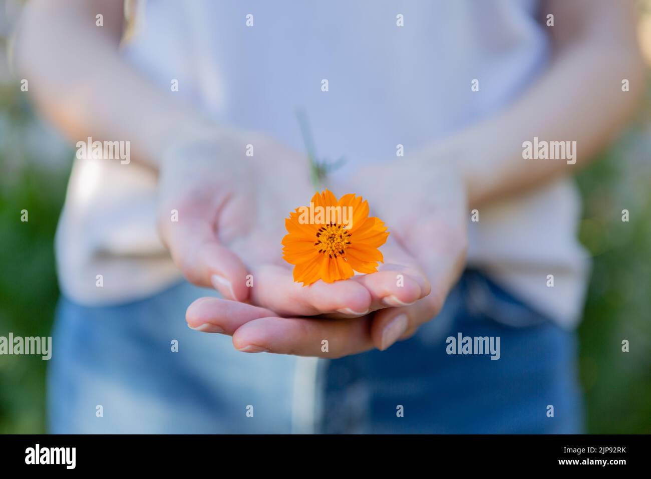 Young woman is holding an orange flower. Stock Photo