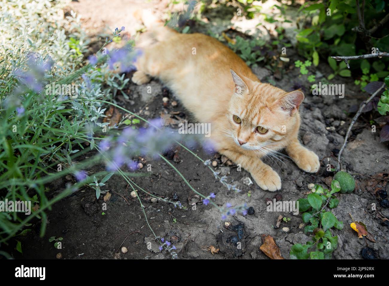 Red cat is resting in the garden. Among beautiful plants. Happy pet life concept. Stock Photo