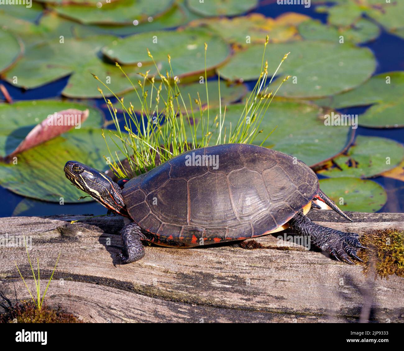 Painted turtle resting on a log in the pond with lily water pad moss