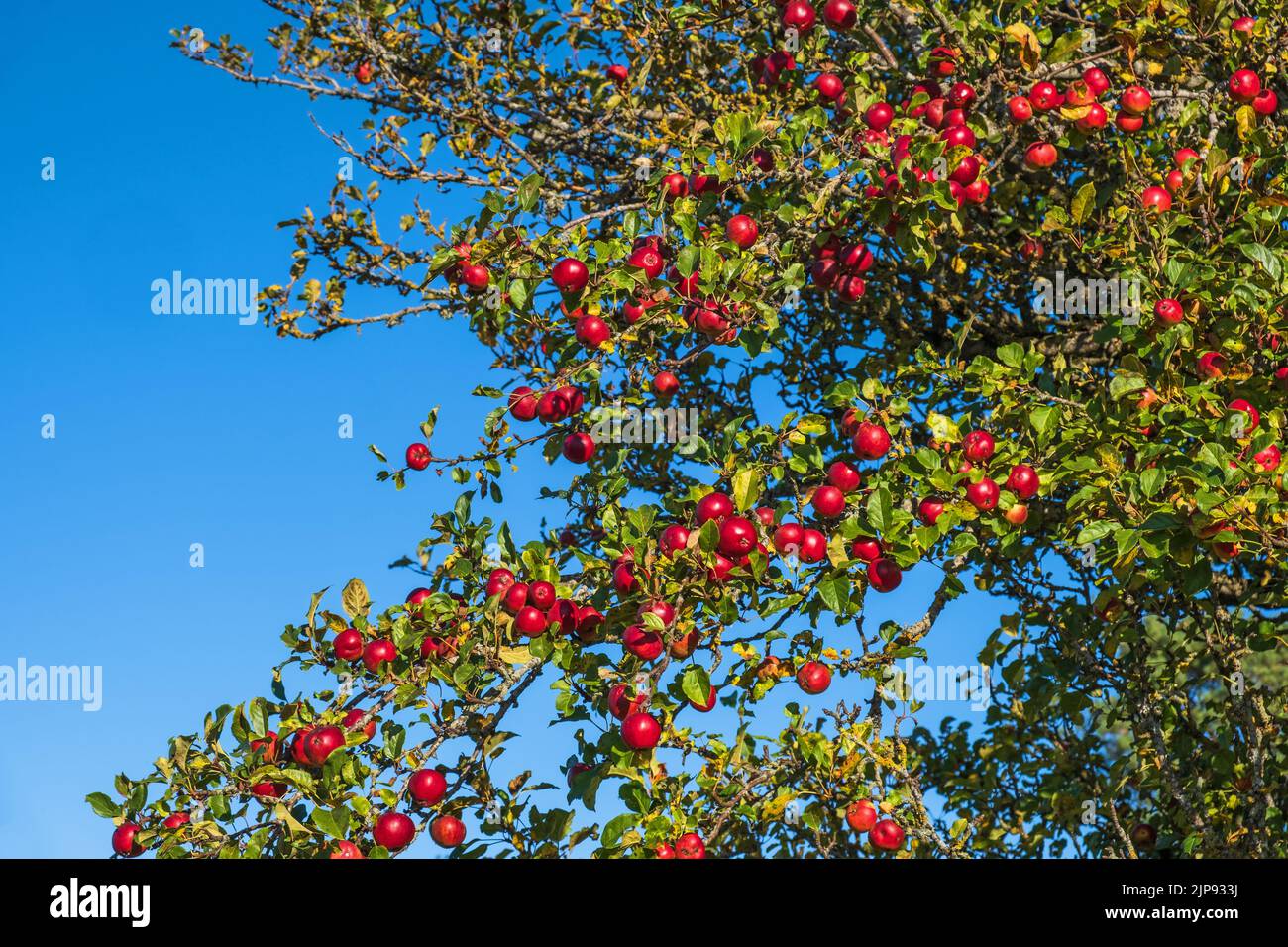 Red apples on tree branches Stock Photo