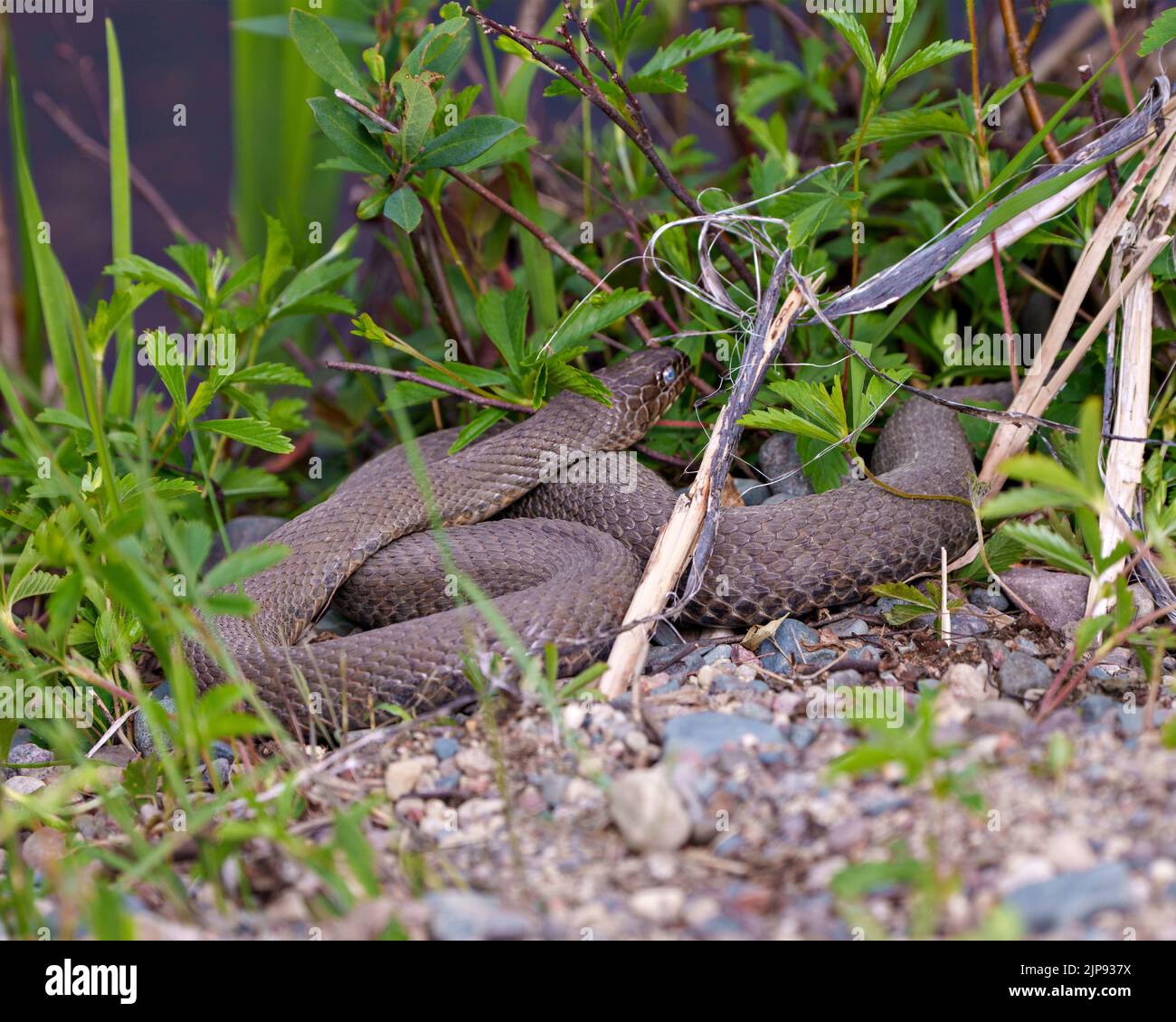 Snake Close-up Profile View Crawling On Gravel Rocks With A Background ...