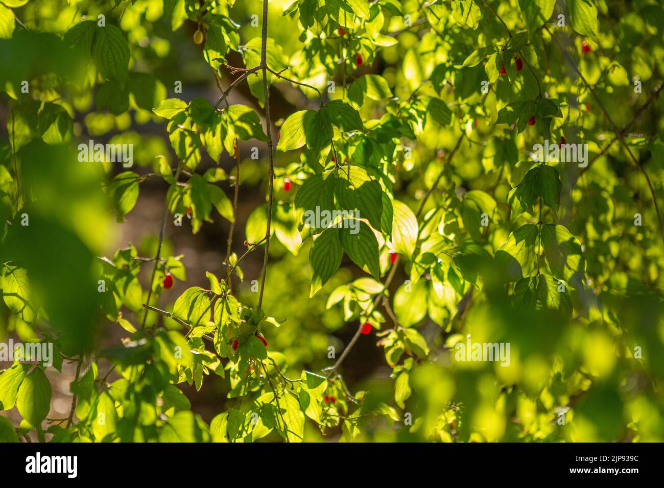 Dogwood tree with berries. Stock Photo