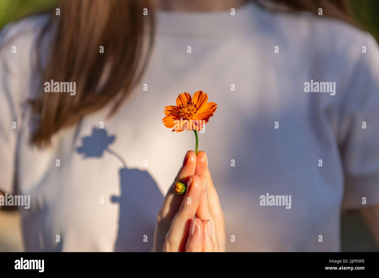 An orange flower in a woman hands. Stock Photo