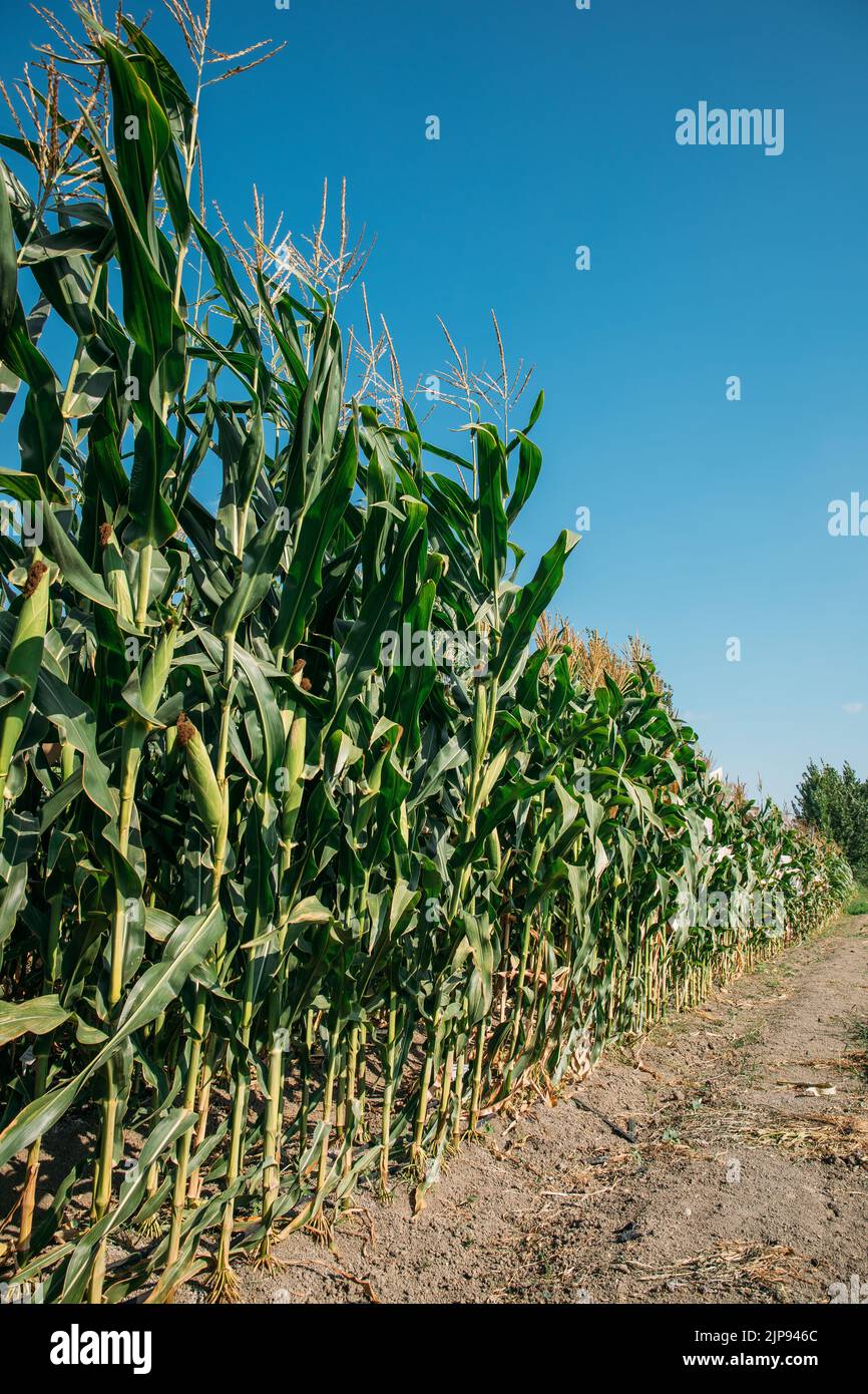 Corn plants in the cornfield. Ripe Corns in the farm Stock Photo - Alamy