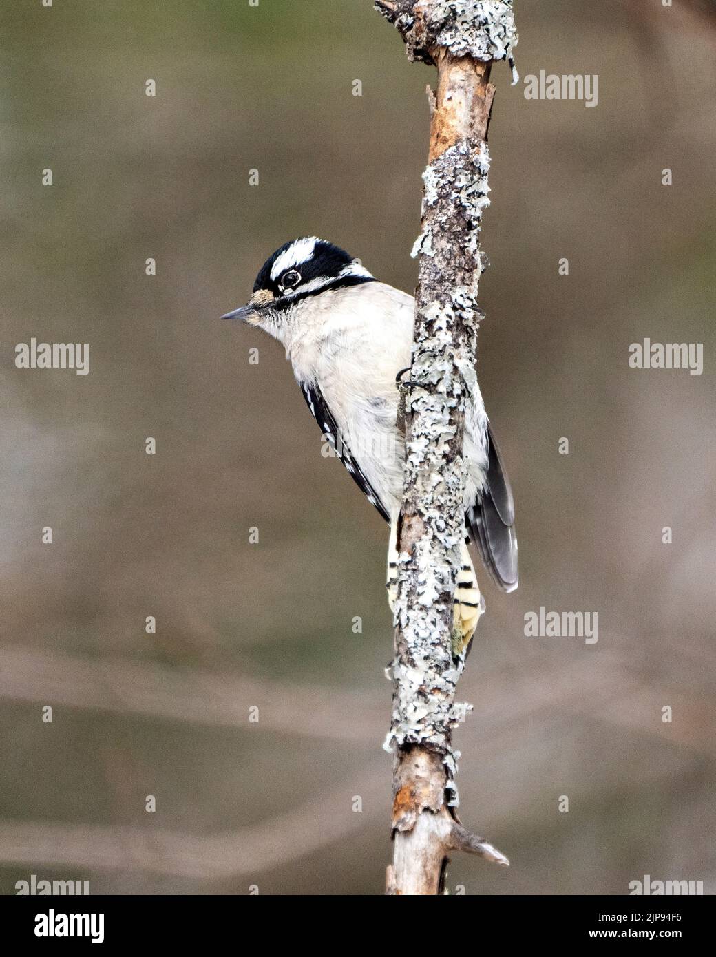 Woodpecker female on a tree trunk with a blur background in its environment and habitat surrounding displaying white and black feather plumage wings. Stock Photo