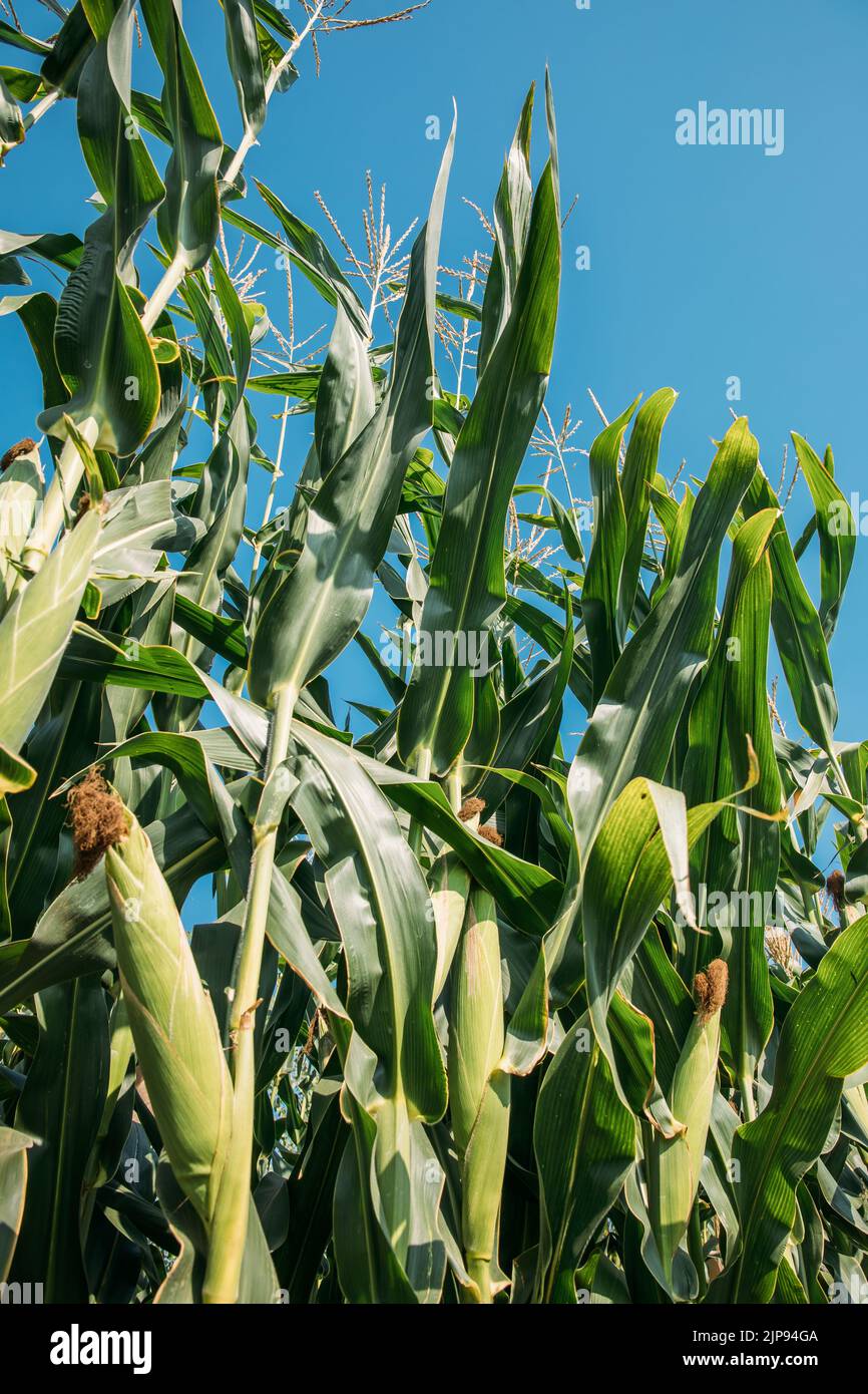 Corn plants in the cornfield. Ripe Corns in the farm Stock Photo Alamy